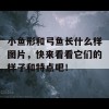 小鱼形和弓鱼长什么样图片，快来看看它们的样子和特点吧！